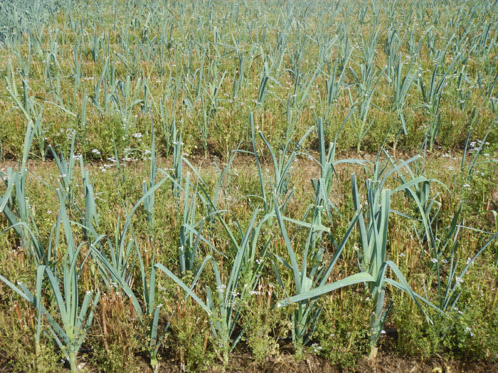 Recherche de plantes répulsives/dissuasives contre les ravageurs des cultures légumières, exemple avec le test d'une association poireau-coriandre, dont les odeurs pourraient protéger contre les thrips